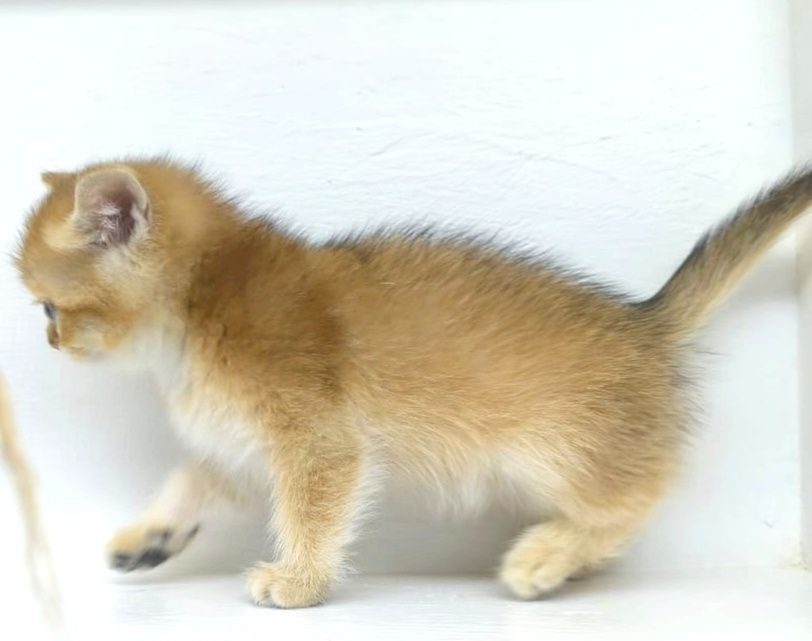 КоТик БриТансКий ЗолоТой 2 мес