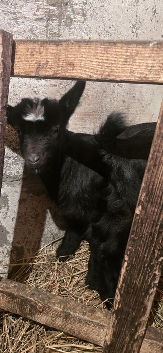 Срочно Продам Козлят!