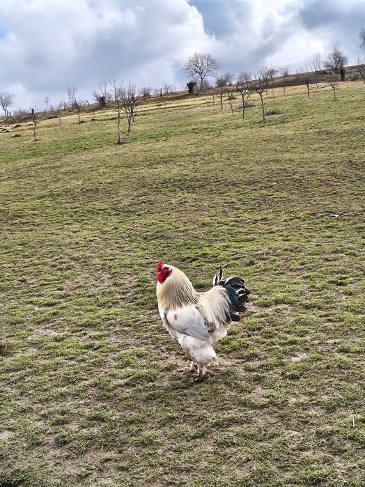 Vând ouă de casă bio pentru consum și incubat