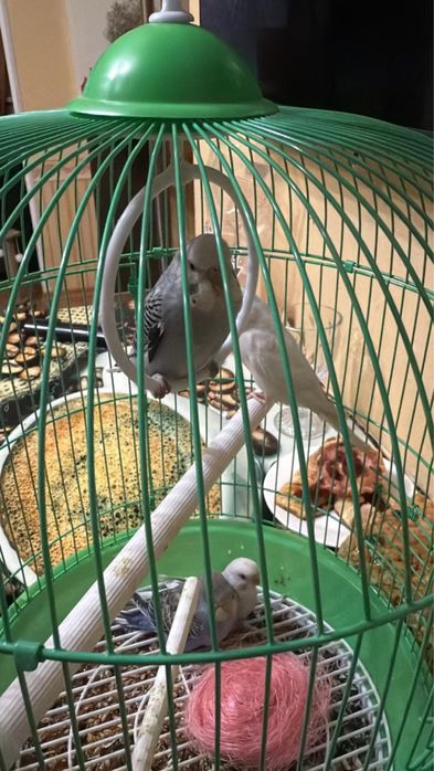 Волнистые попугаи продам срочно