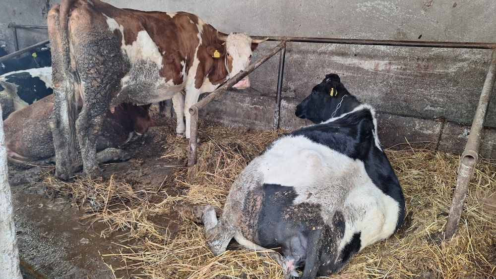 Vand vaci fatate si gestante