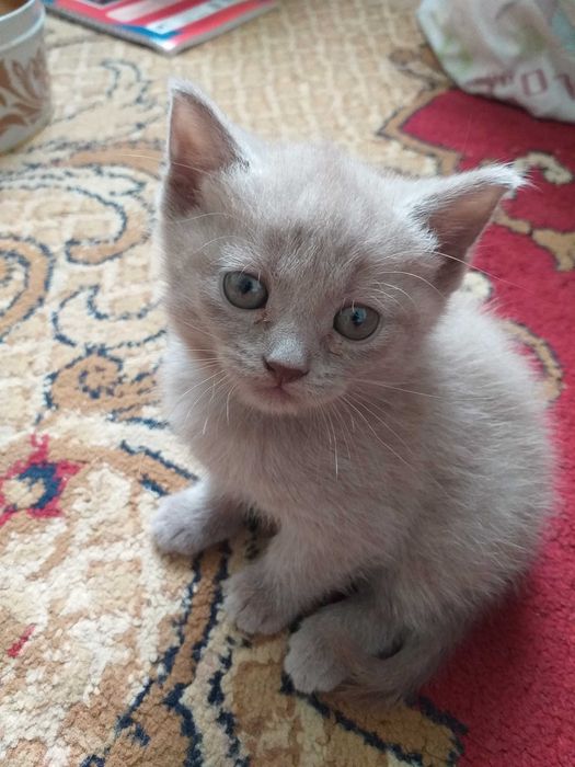 Продаются котята породы шатландские прямоухие