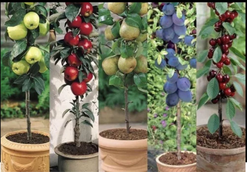 Pomi columnari ( toamna 2024 )