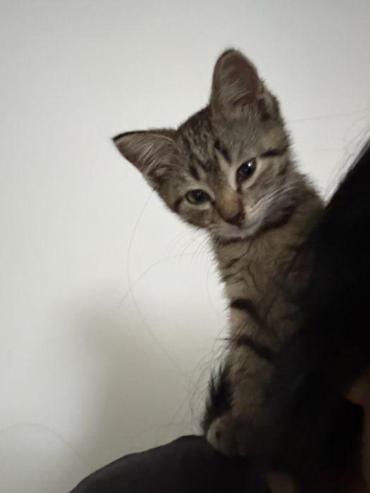 потерялся котенок!!