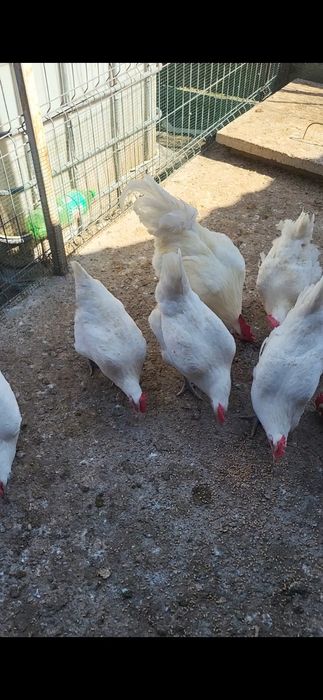 La bresse si Italiana argintie 6 lei