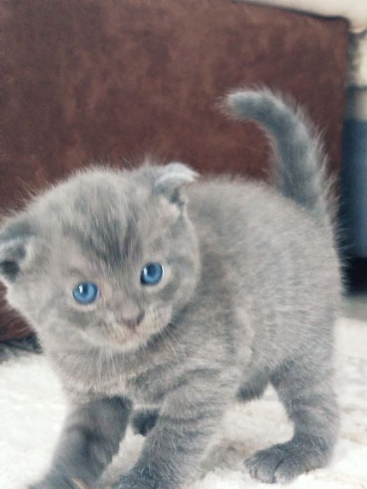 Шотландские котята 25000