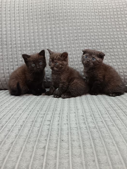 Котята скотиш фолд и скотиш страйт