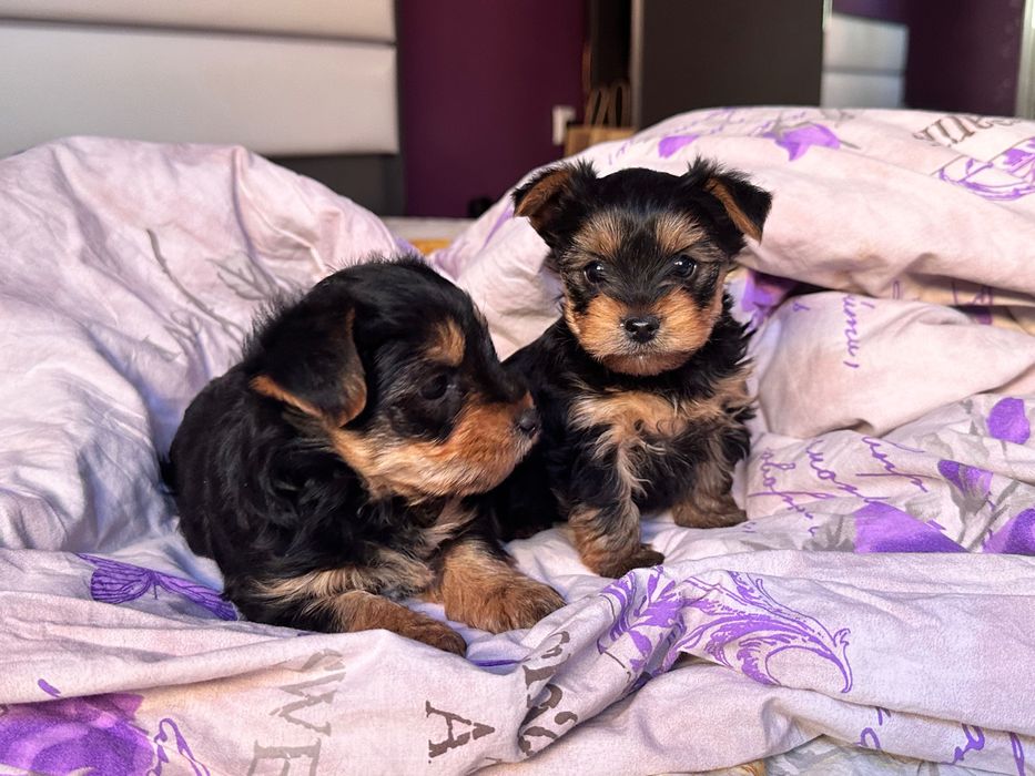 Йоркширски териер