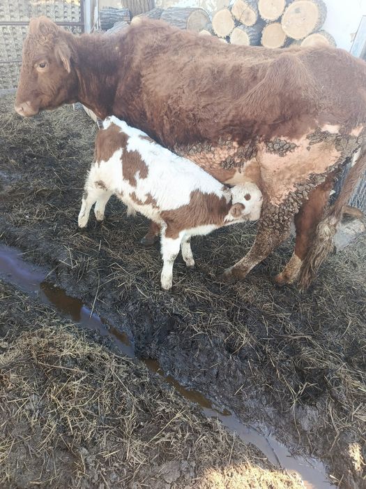 Продам корову с теленком