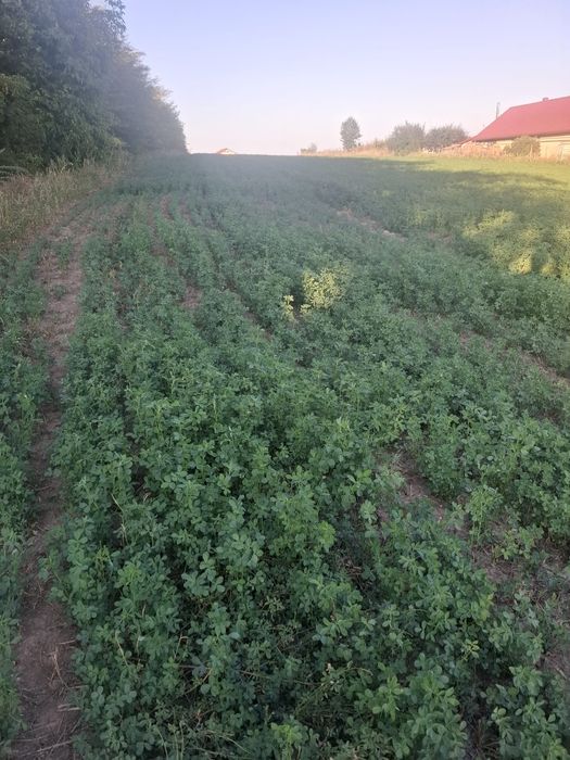 Vând teren intravilan în curtesti