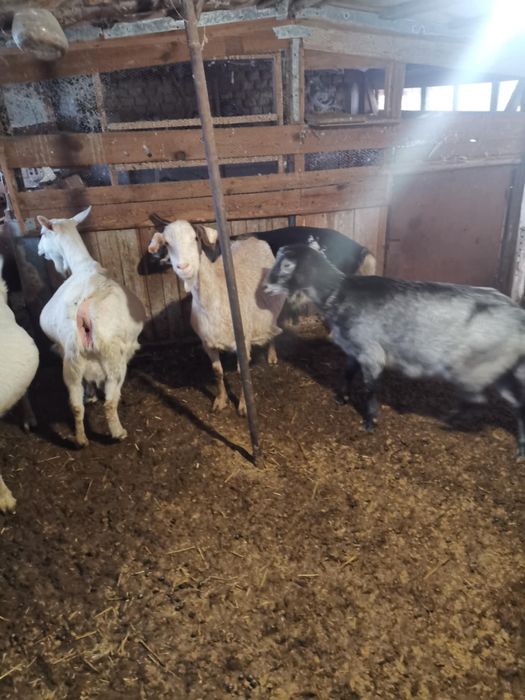 8 млади Кози Бяла слатина