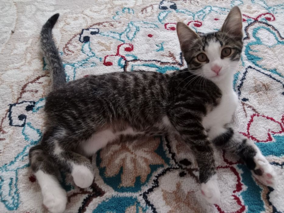 Отдам кота СРОЧНО