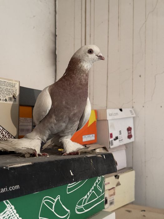 Продам голубя с игрой