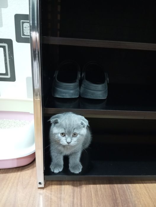 Продаются котята: порода Скотиш Фолд.