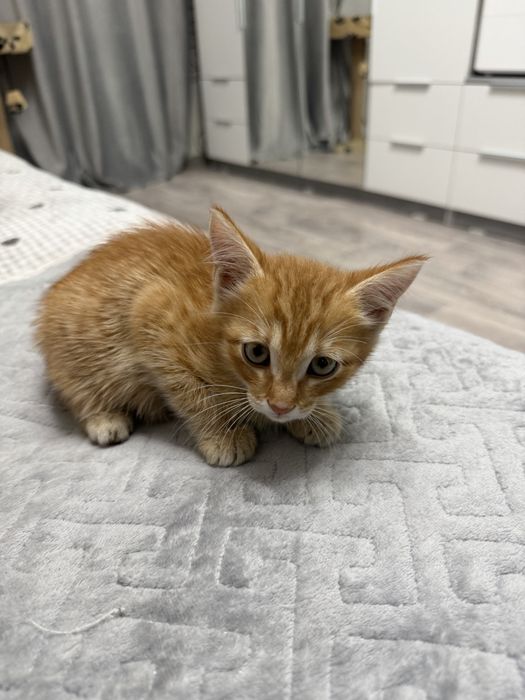 Котенок мальчик оба