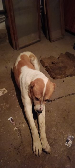 Таза алабай 1жасар