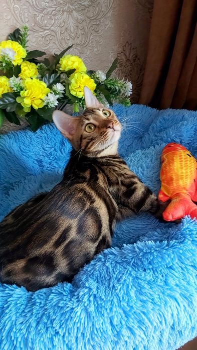 " Леопардовая Роскошь" . Бенгальские!