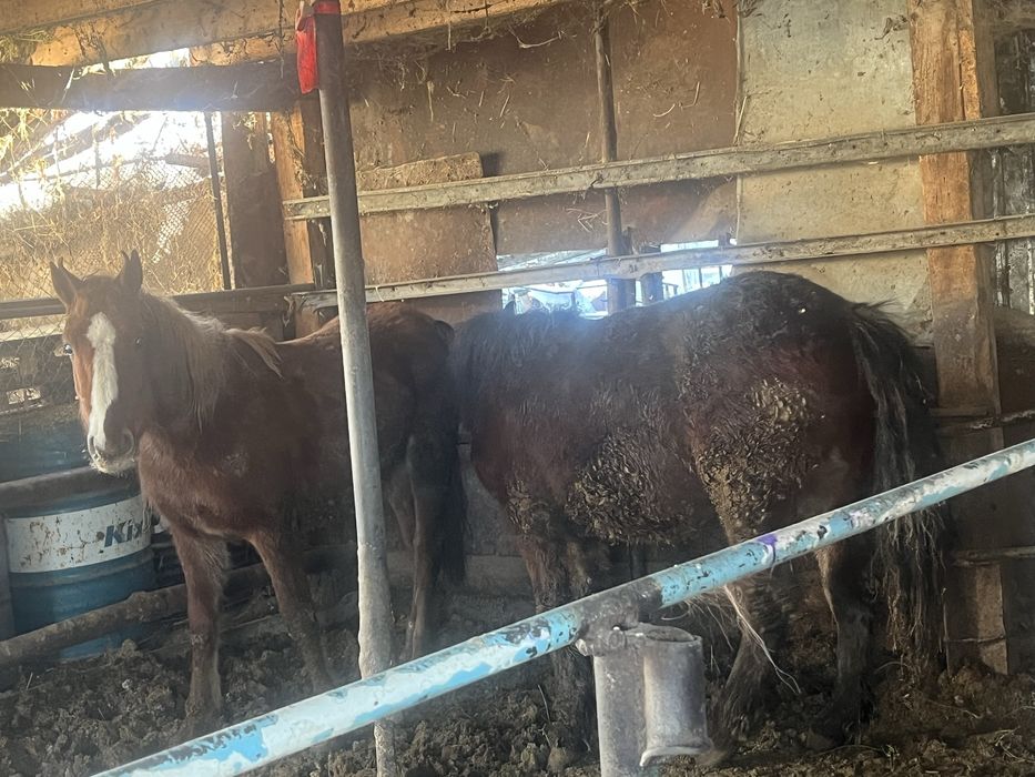 Семіз жылқылар сатылады