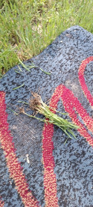 Трава новая корни целые