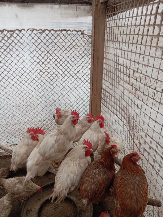 Продам молодых петушков