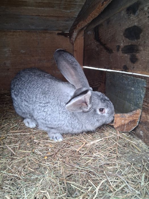 Vând iepuri uriasi germani