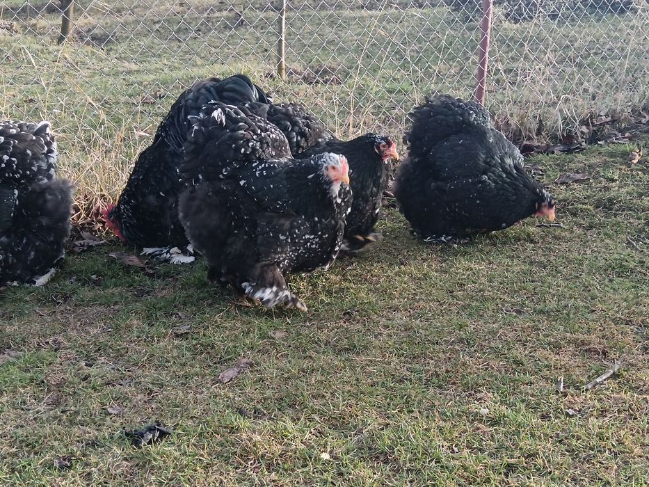Oua incubat cochinchina uriaș