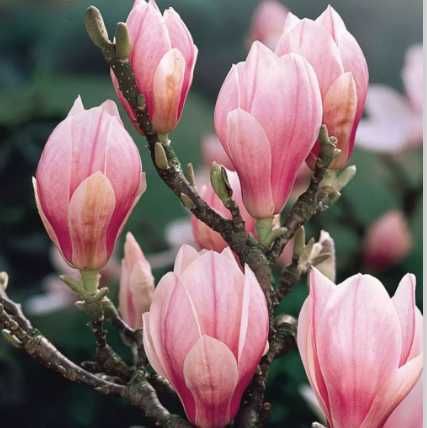 Magnolii la oferta, la ghiveci, diferite soiur, livrare prin curier.