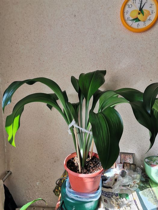 Цветы домашние,  комнатные