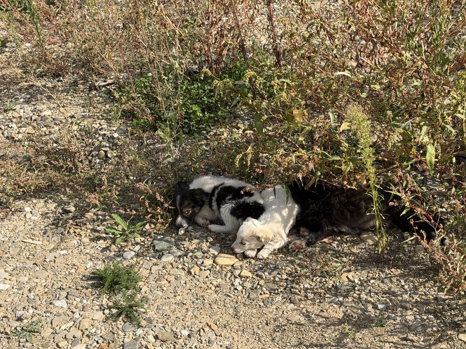 Caței abandonați