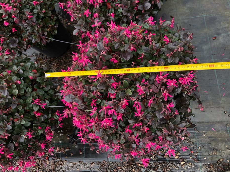 Loropetalum calitate extra