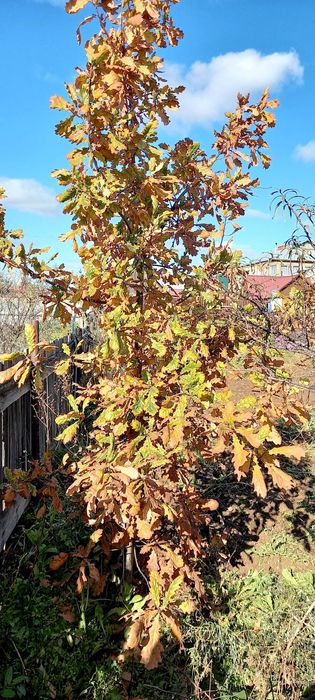 Продам саженец дуба