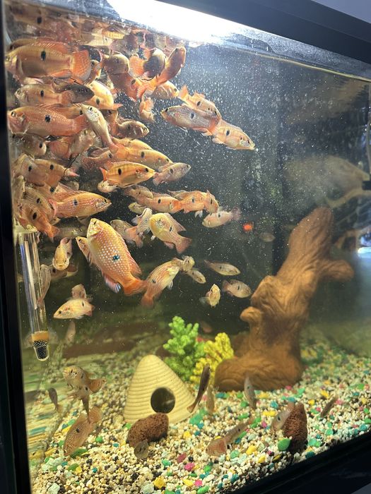 Хромис- красавец