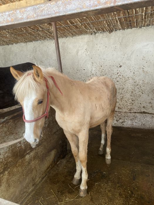 Бие құлында жасы 3 те