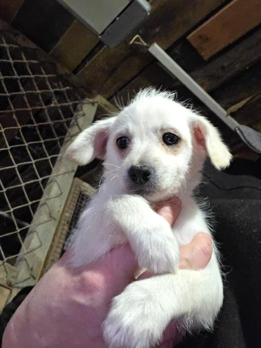 Отдам даром. Мама пудель