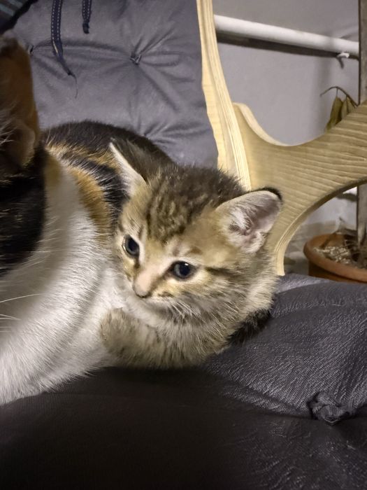 Отдам котят всех мальчики