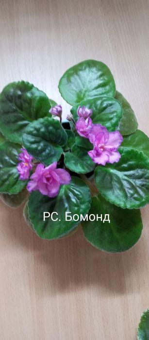 Комнатные растения