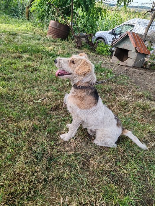 Donez fox terrier varsta 3 ani