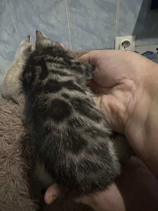 Продам бенгальских котят