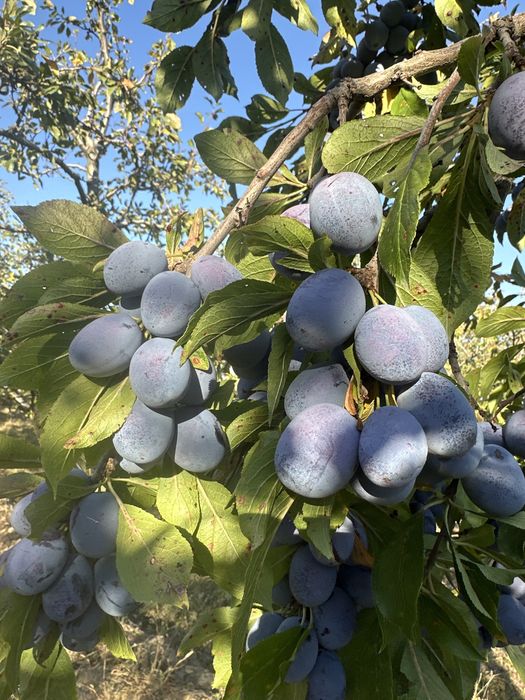 Vand prune pentru tuica/palinca