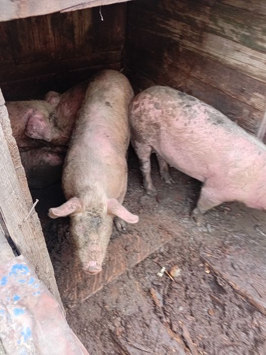 Продаётся под свинке