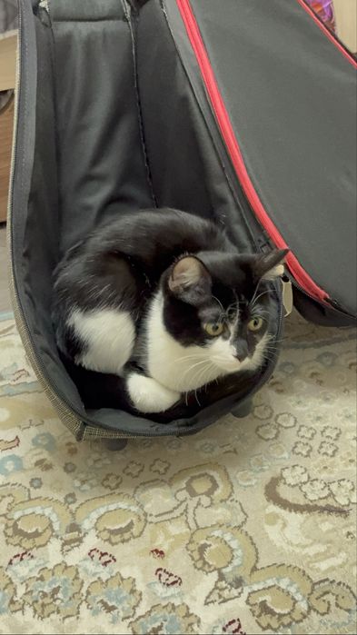 Отдам кота в добрые руки