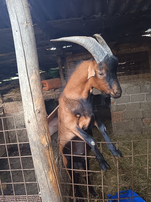 Vând țap alpin francez
