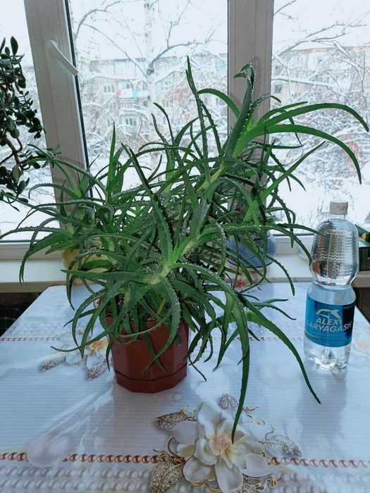 Большое АЛОЭ лечебное и красивое