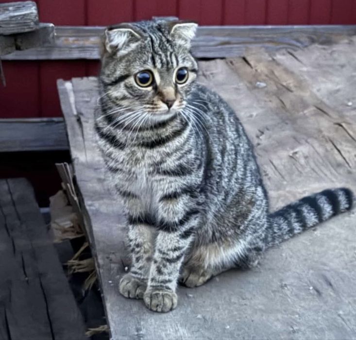 Отдам кошки в добрые руки!