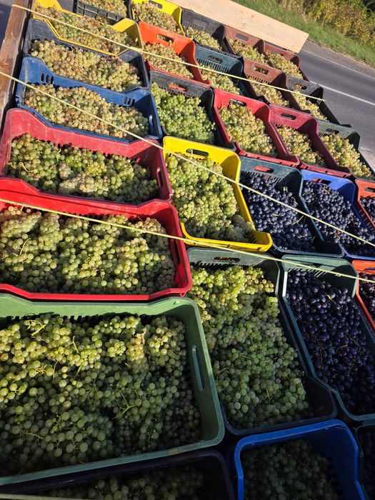 Struguri pentru vin de vănzare!