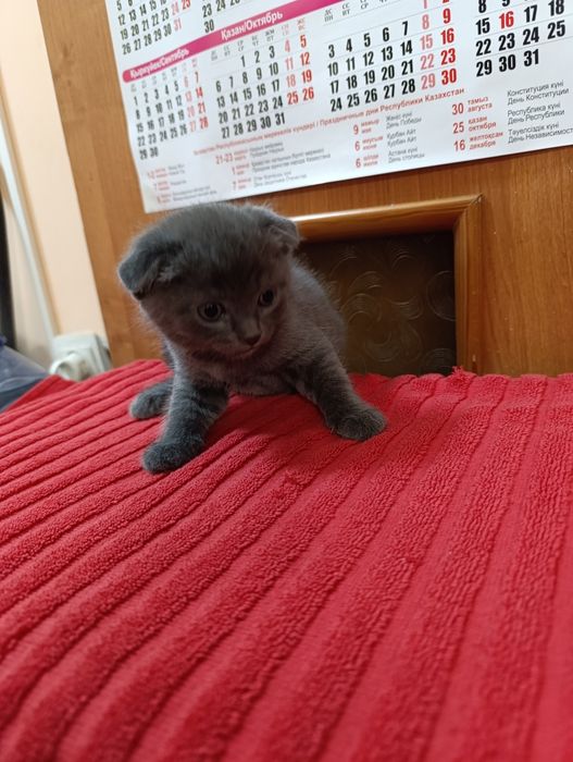 Продам кота породистый