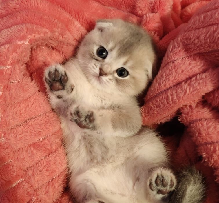 Голубая вислоухая Шиншилла