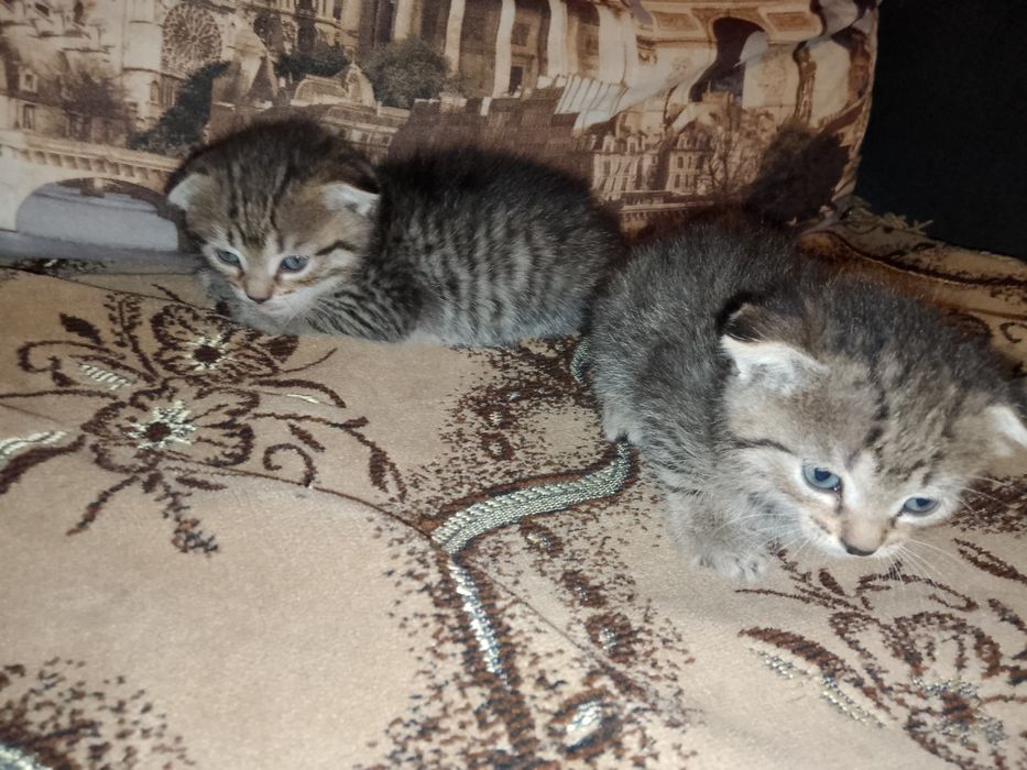 Продаются маленькие кошки