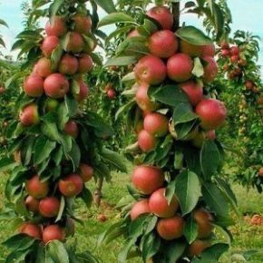 Columnari calitatea intai