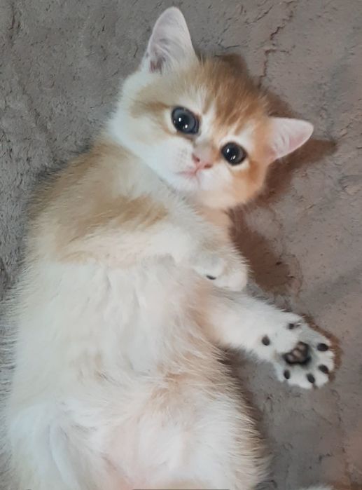 Золотая шиншилла, девочка